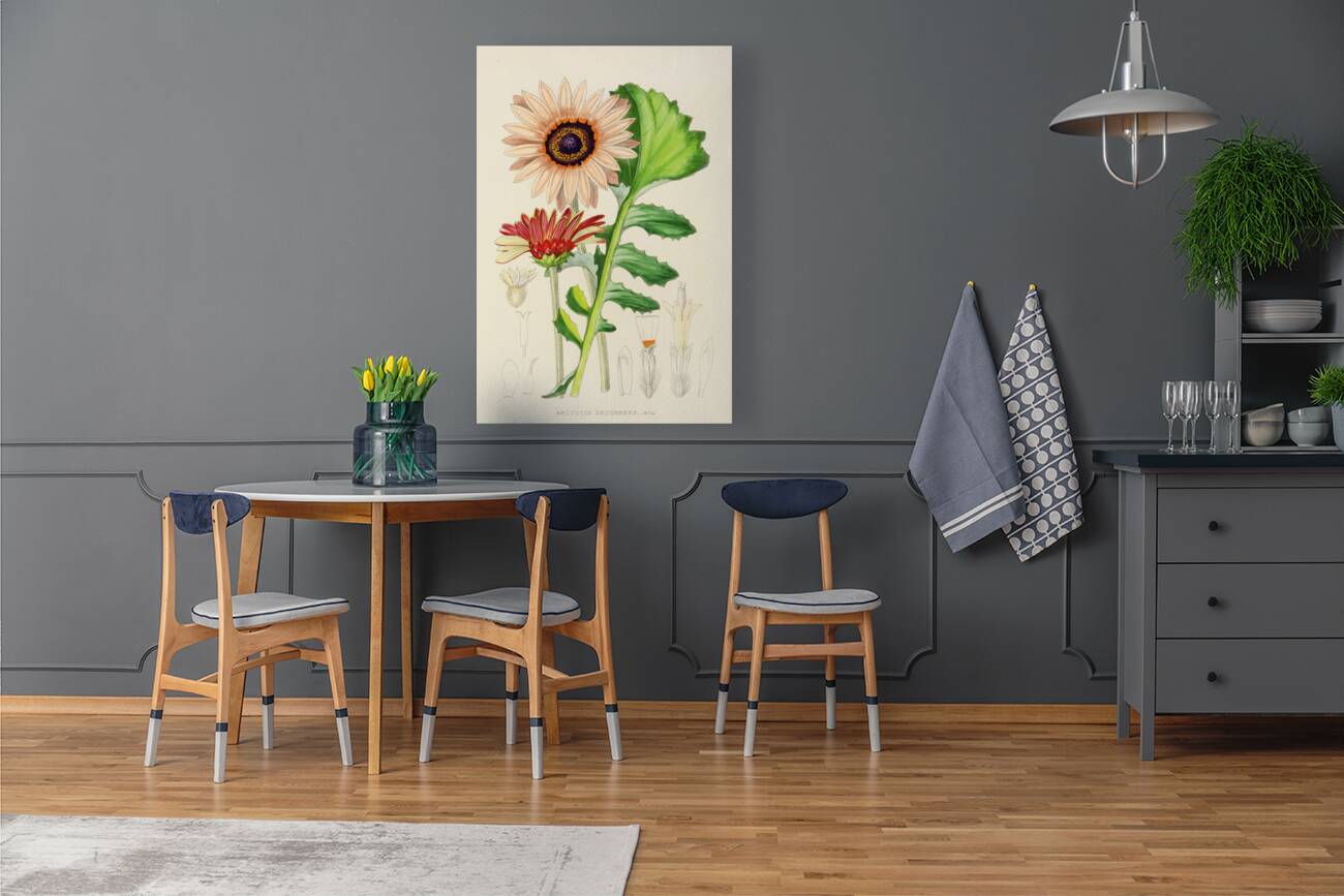 Arctotis Decurrens Reproduction