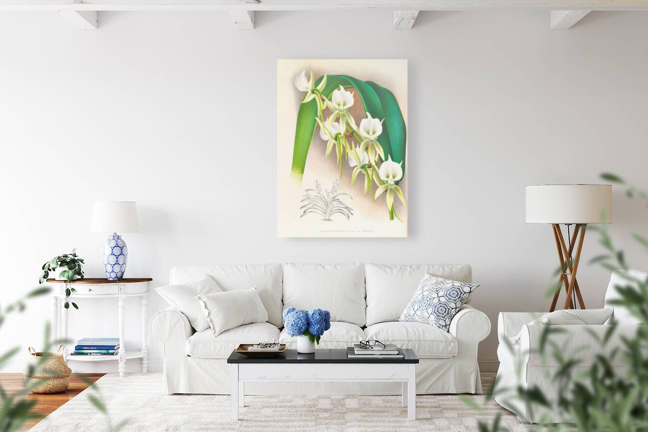 Angraecum eburneum var superbum Reproduction