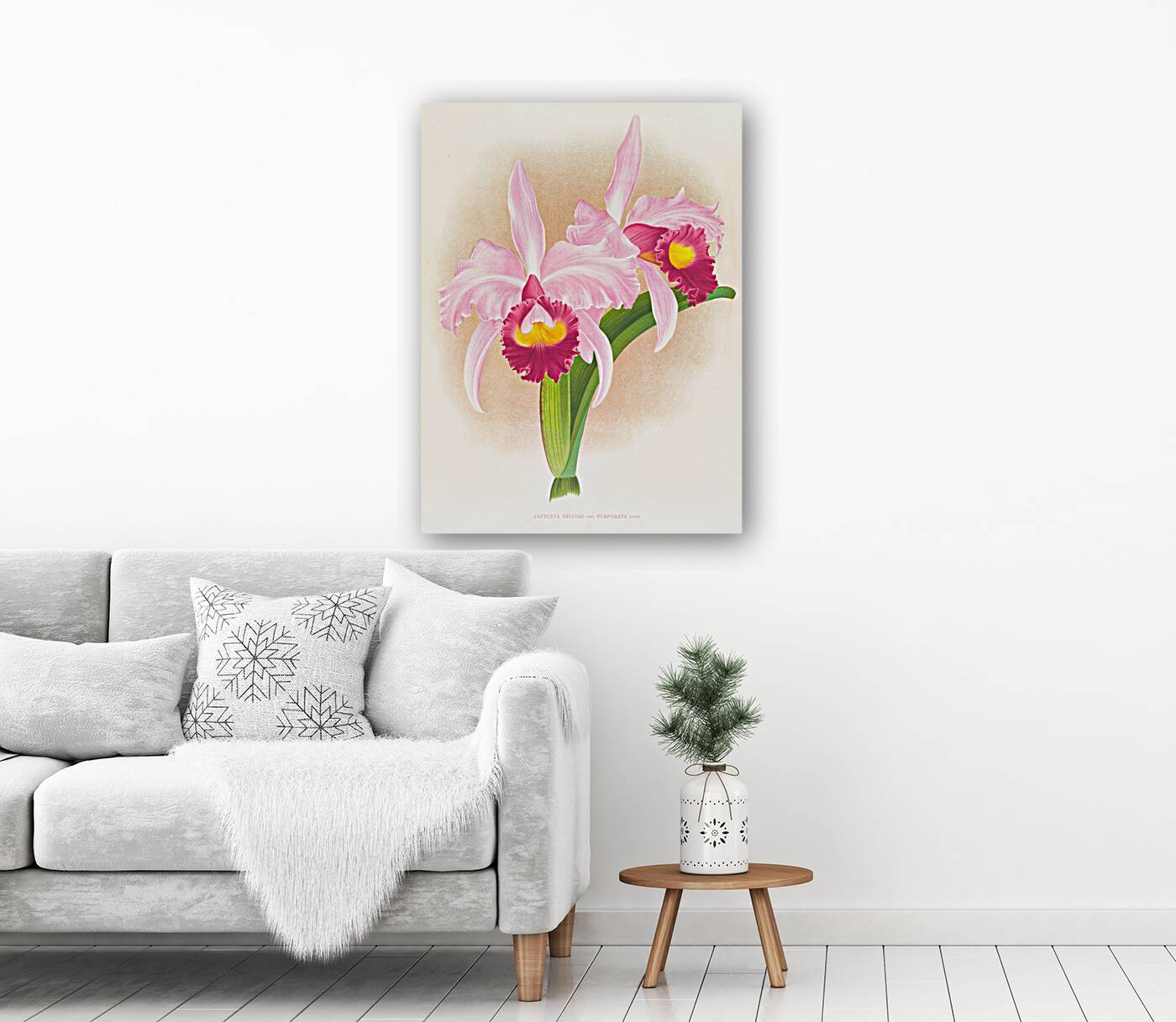 Cattleya Trianae var purpurata Reproduction