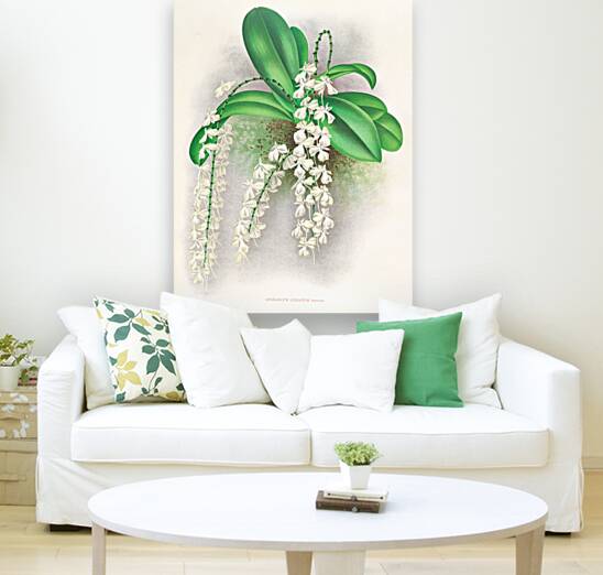 Angraecum citratum Reproduction