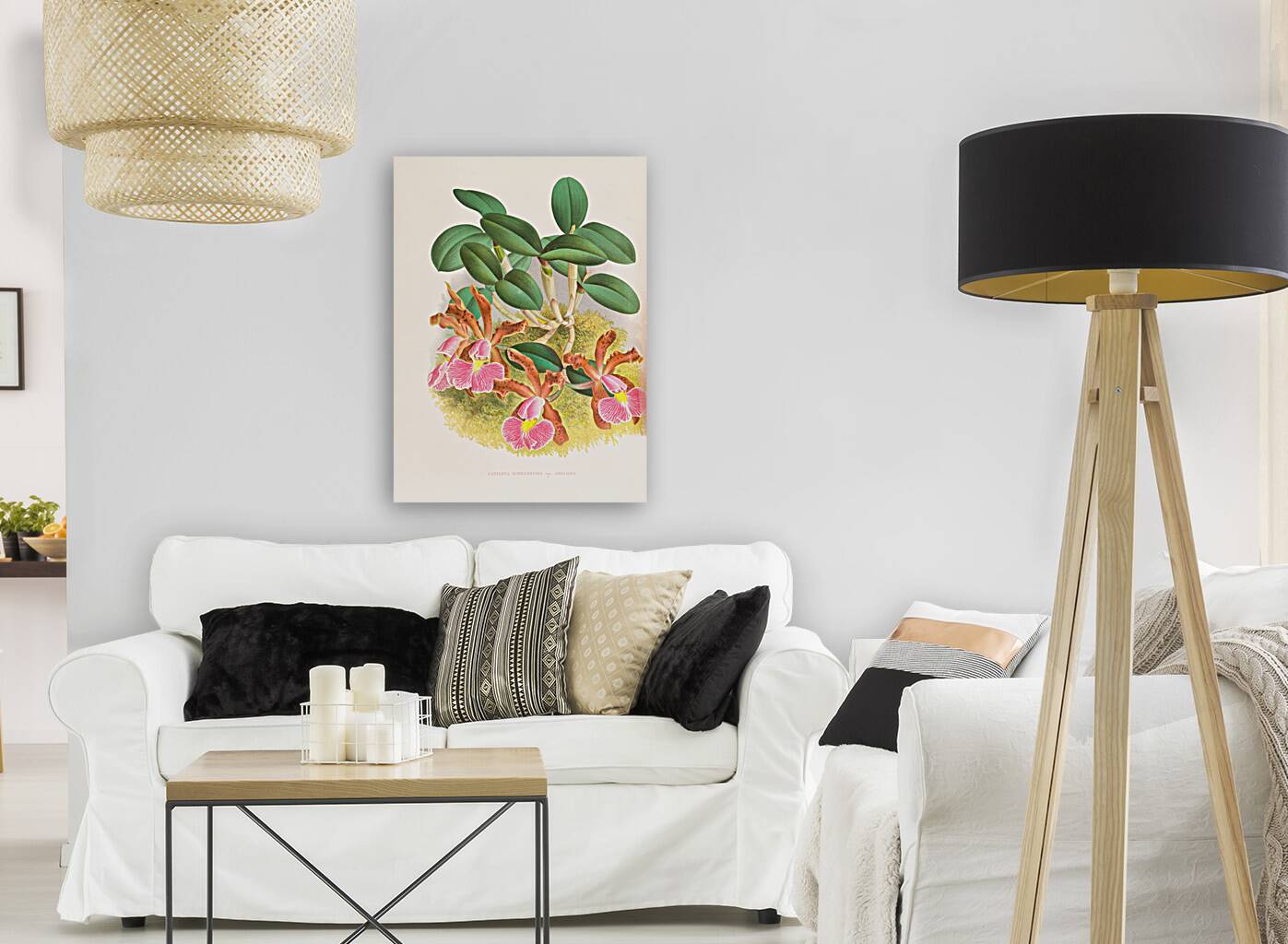 Cattleya schilleriana Reproduction