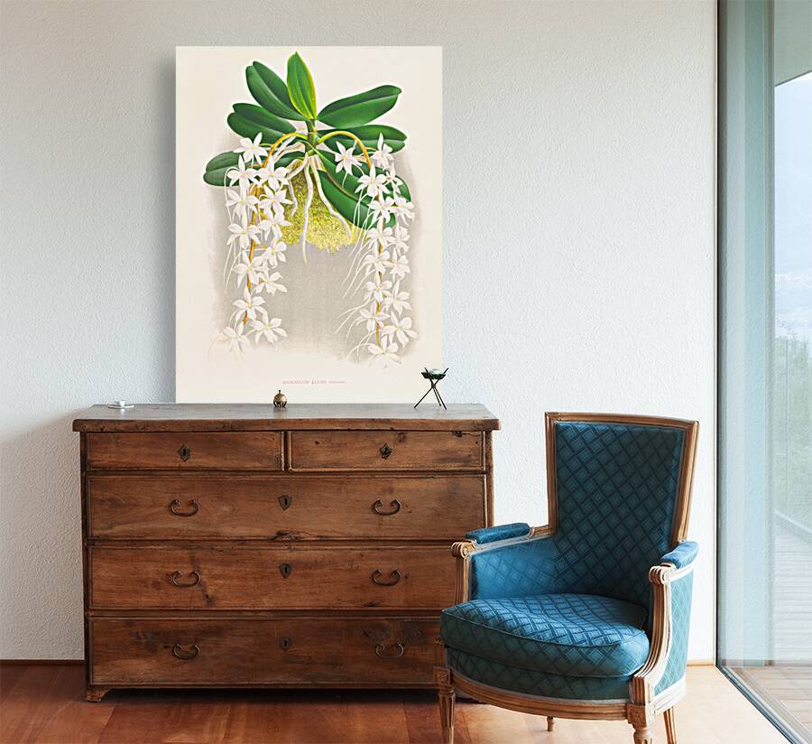 Angraecum ellisi  Reproduction