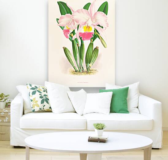 Cattleya Mendeli Reproduction