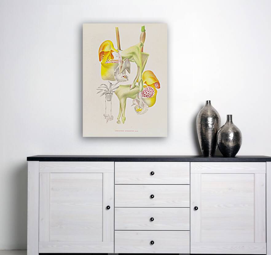 Coryanthes bungerothi  Reproduction