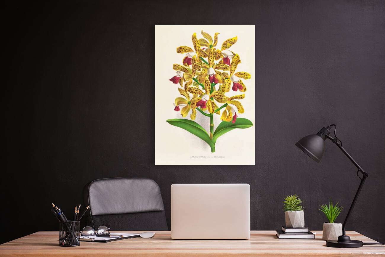 Cattleya guttata Reproduction