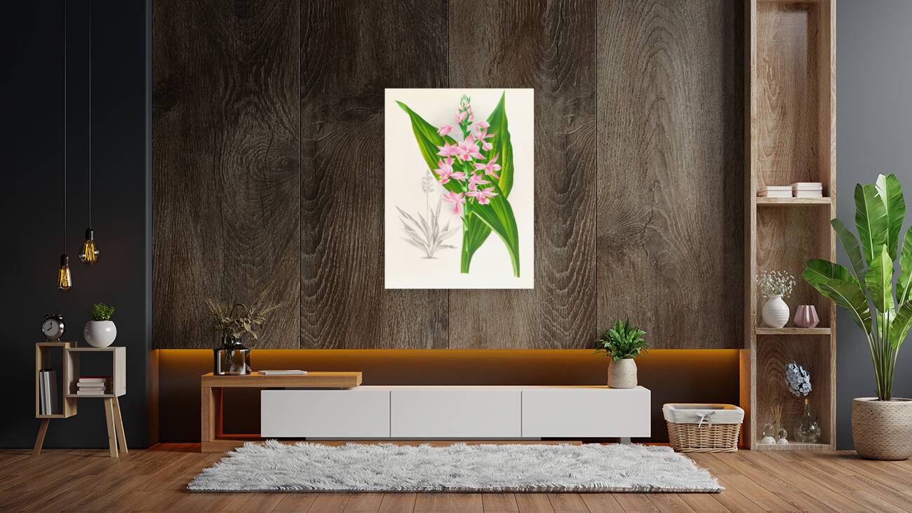 Calanthe Masuca  Reproduction