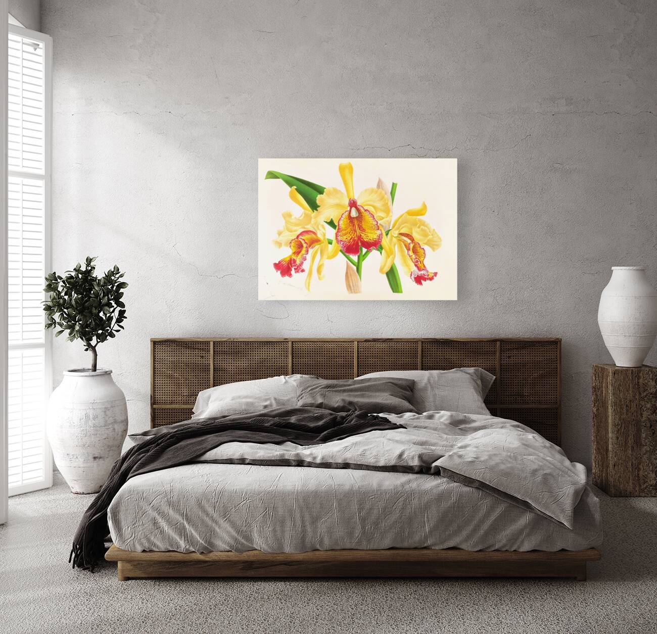 Cattleya Aurea Reproduction