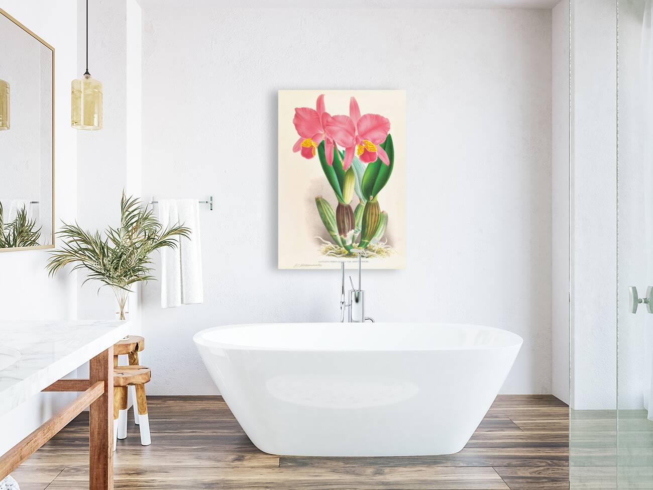 Cattleya percivaliana var reichenbach Reproduction