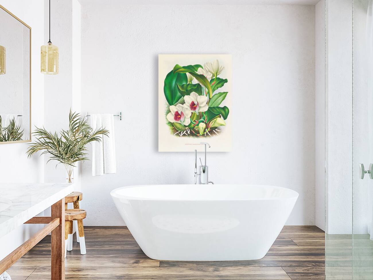 Bifrenaria harrisoniae  Reproduction