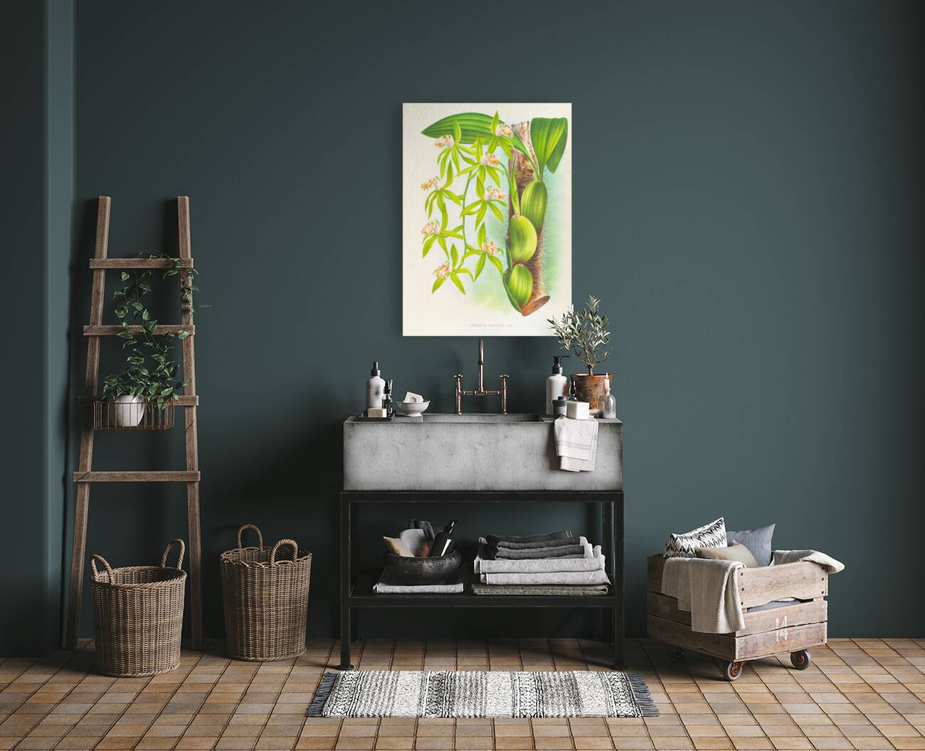 Coelogyne peltastes Reproduction