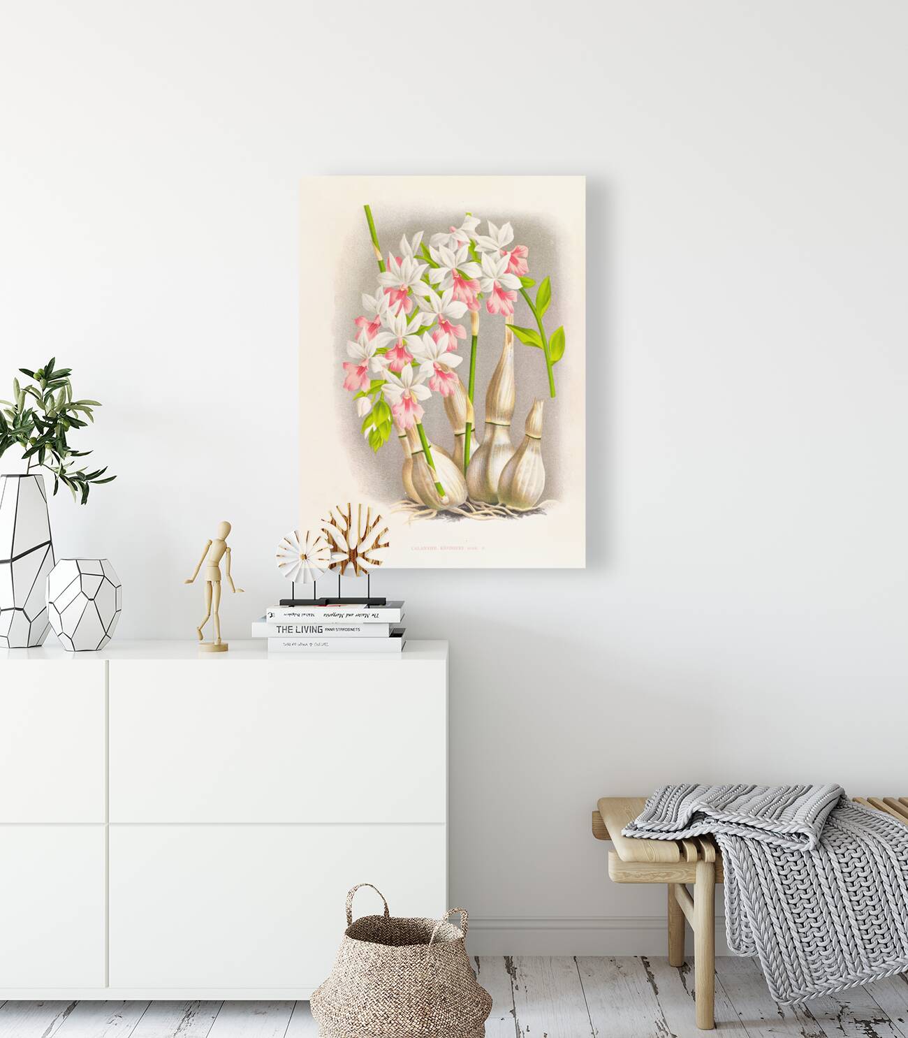 Calanthe regnieri Reproduction