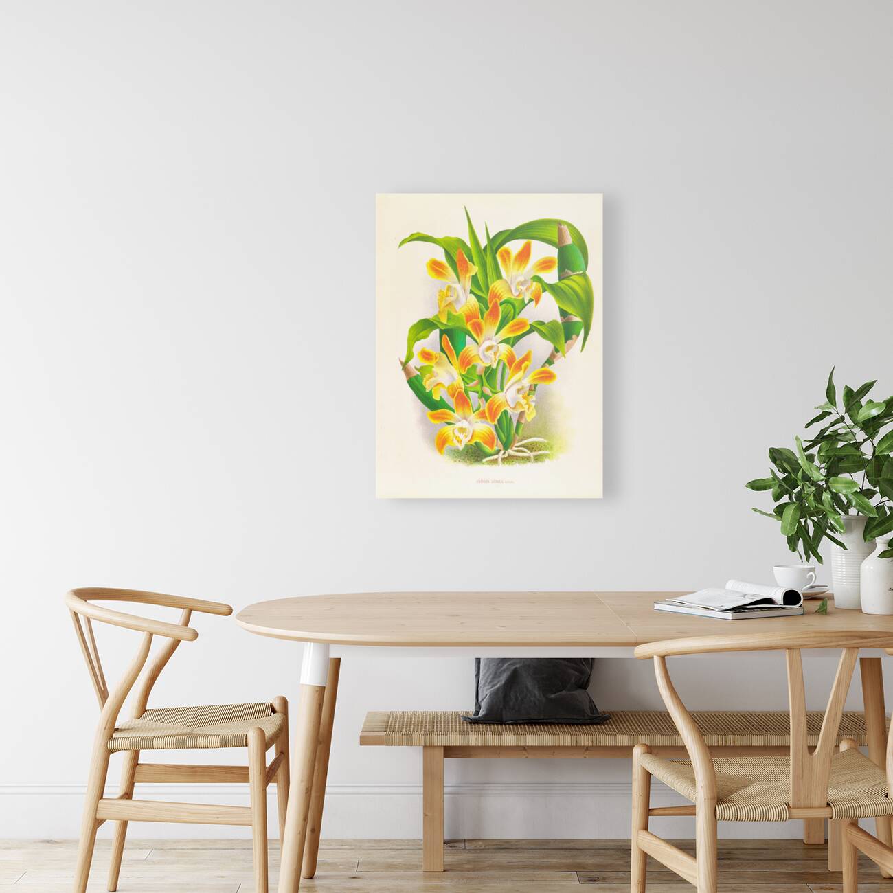 Chysis aurea Reproduction