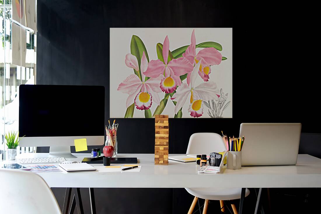 Cattleya eldorado Reproduction