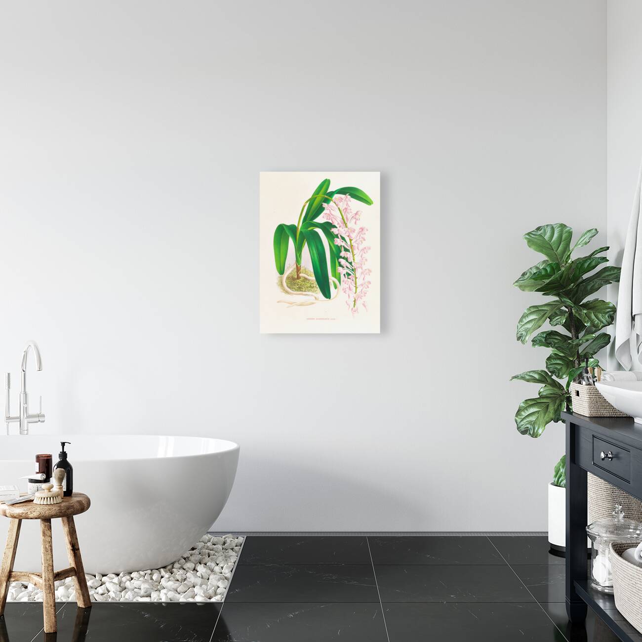 Aerides augustianum Reproduction