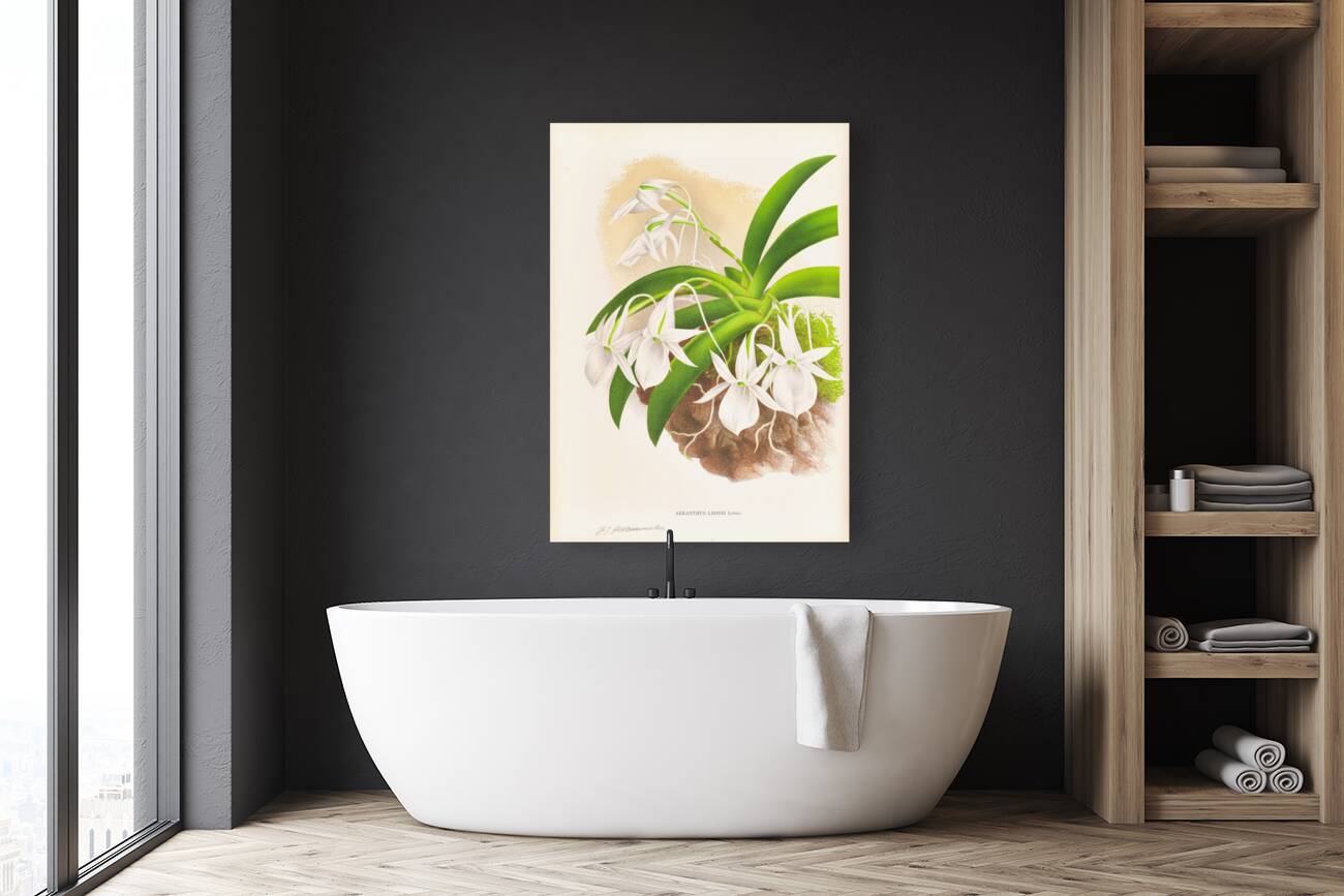 Aeranthus Leonis Reproduction