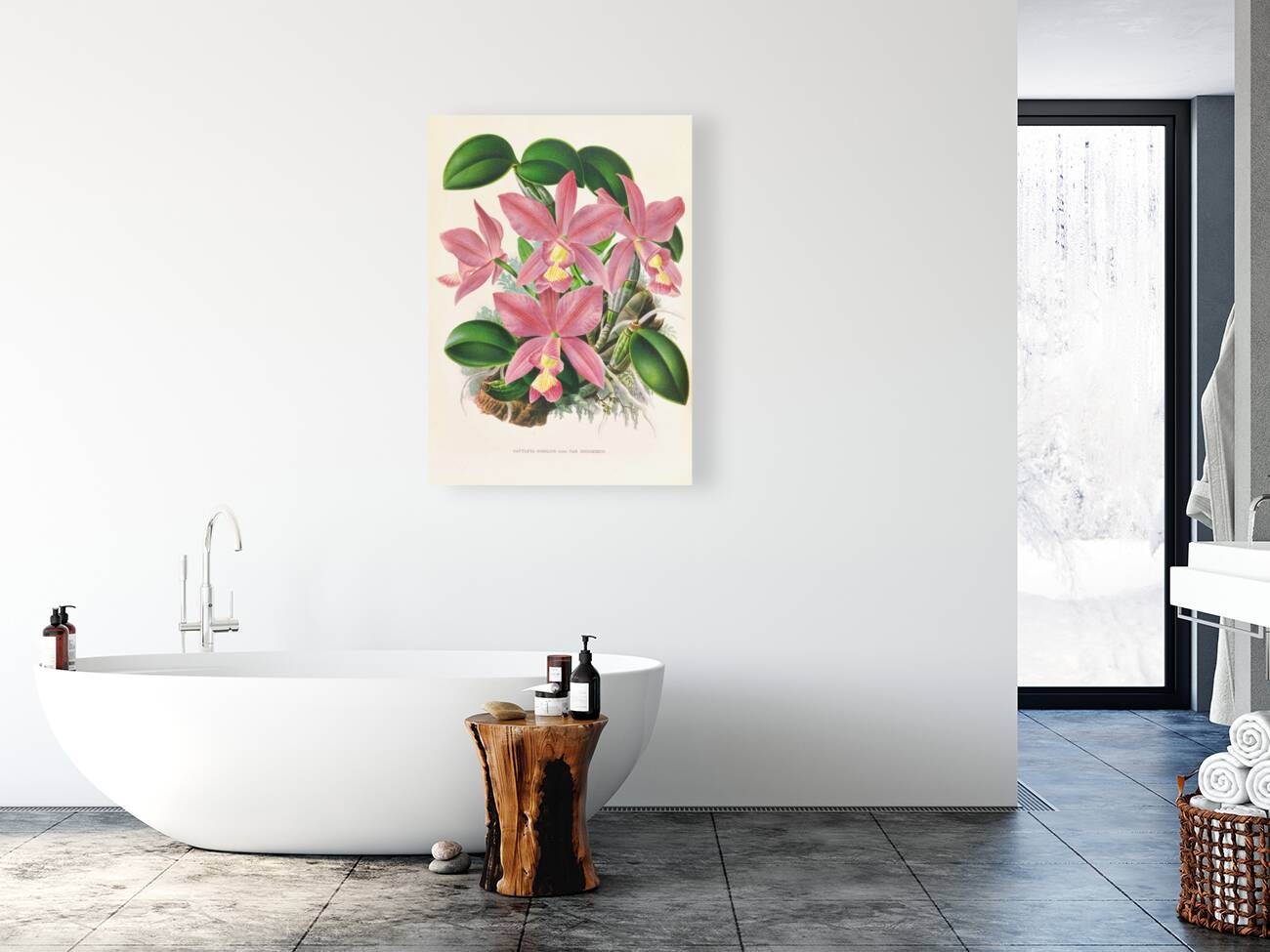 Cattleya nobilior Reproduction