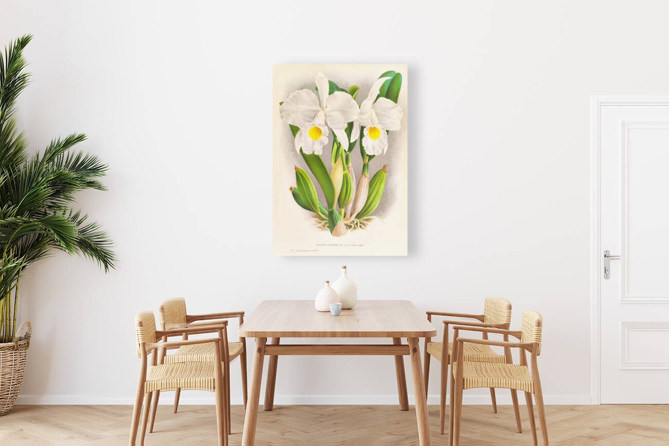 Cattleya Trianae Reproduction