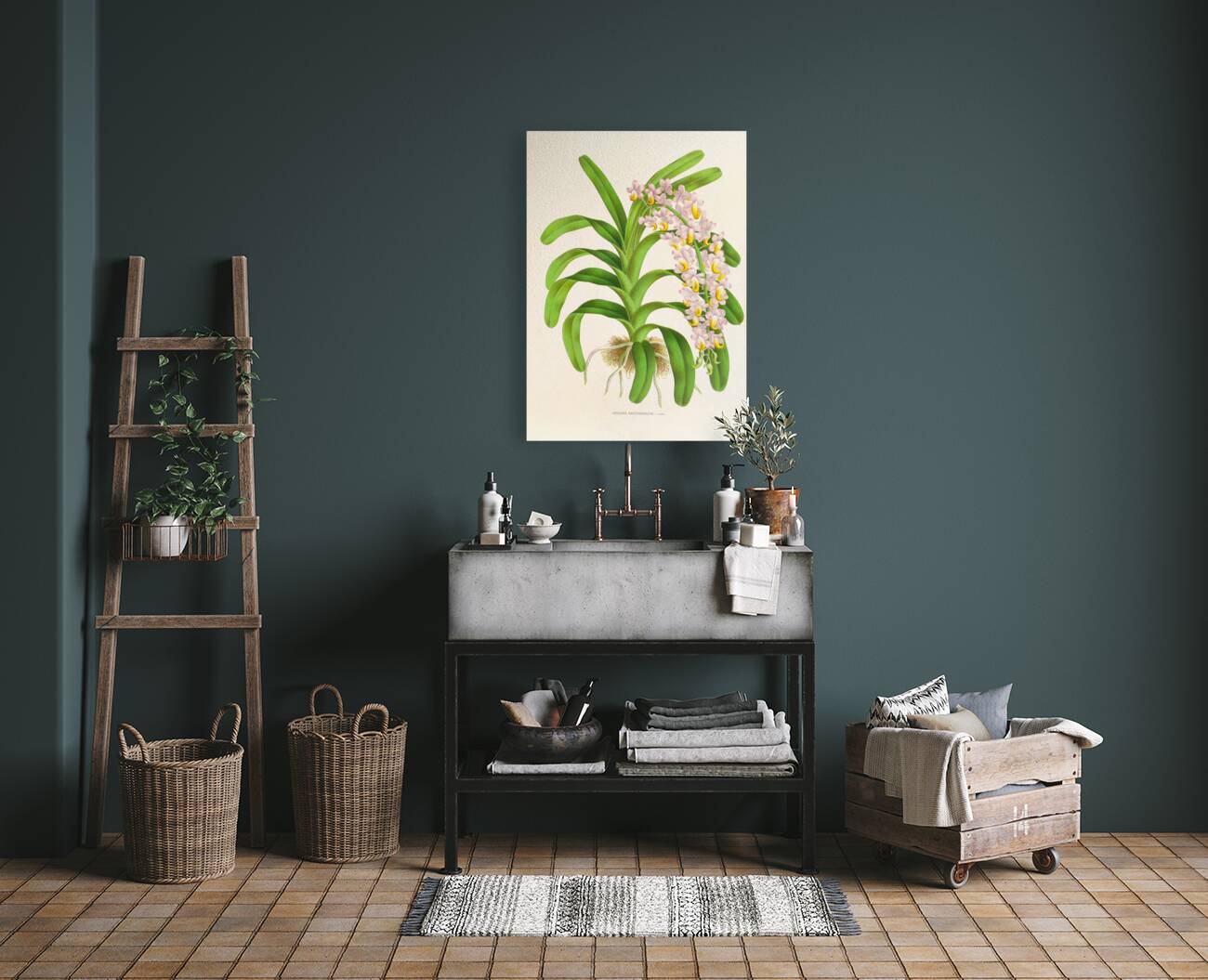 Aerides Reichenbach Reproduction