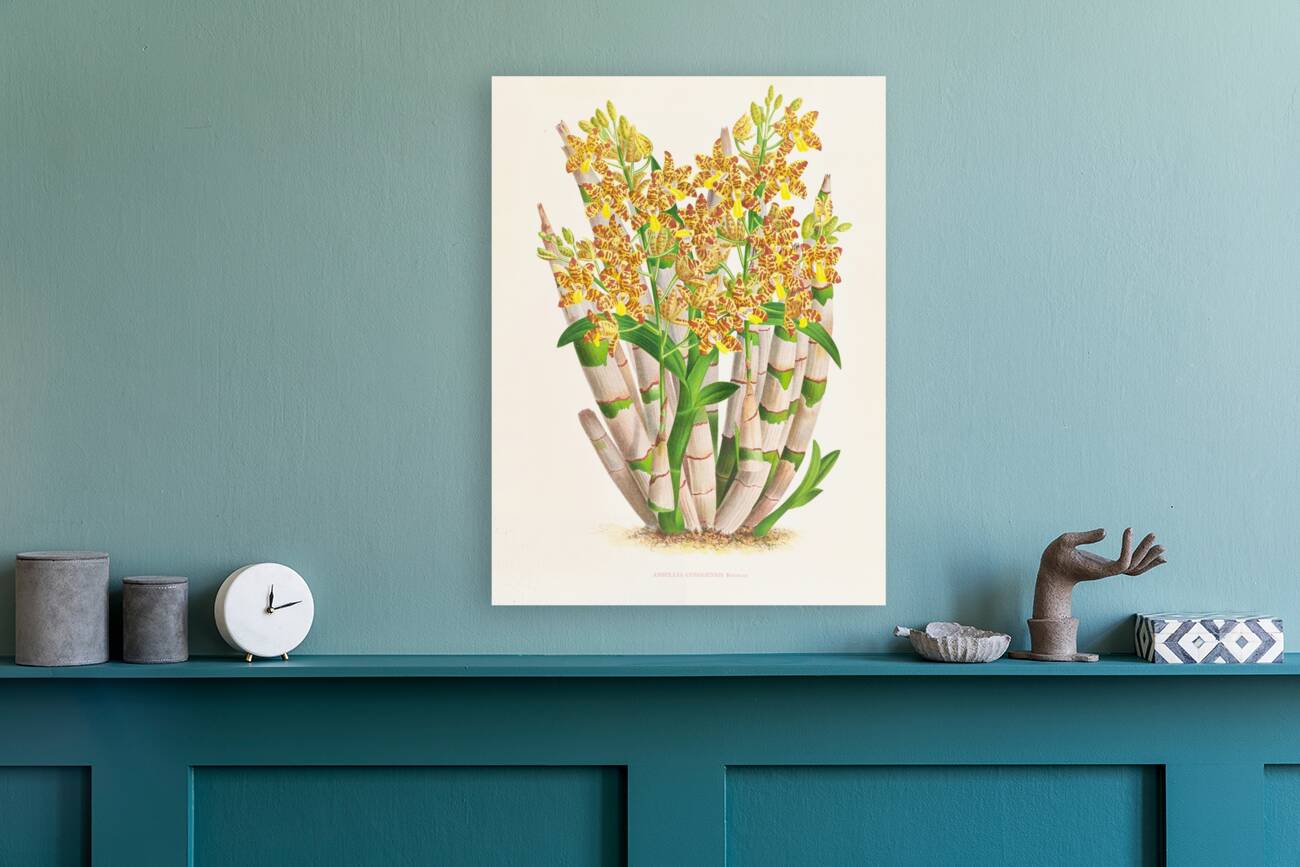 Ansellia congoensis Reproduction