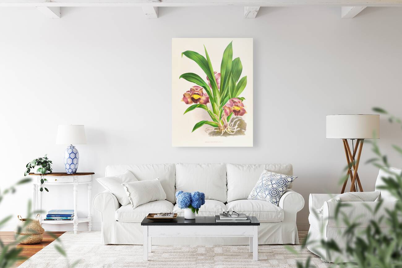 Bollea pulvinaris Reproduction