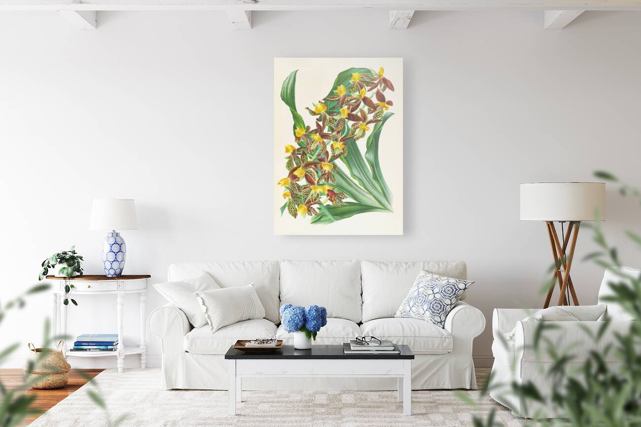 Catasetum rodigasianum Reproduction