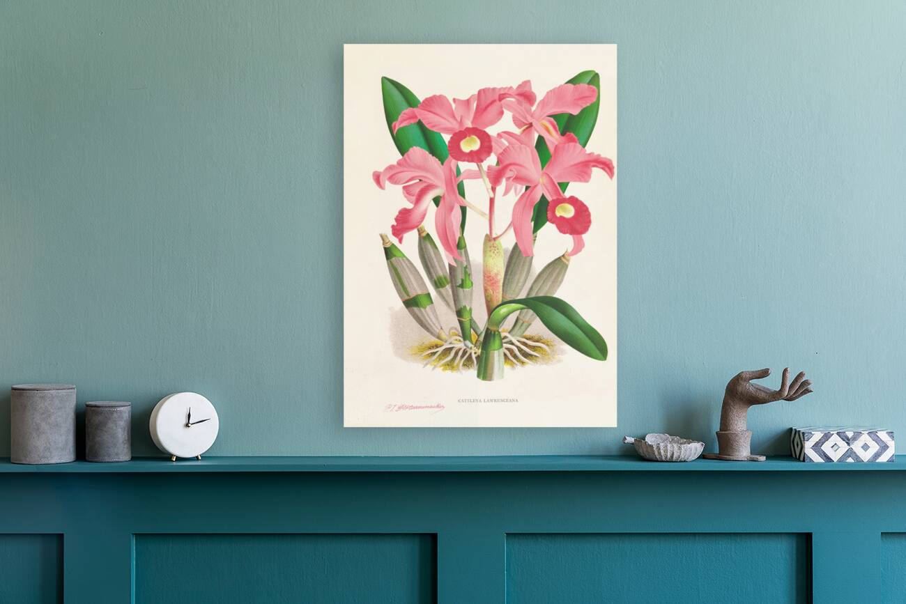 Cattleya Lawrenceana Reproduction