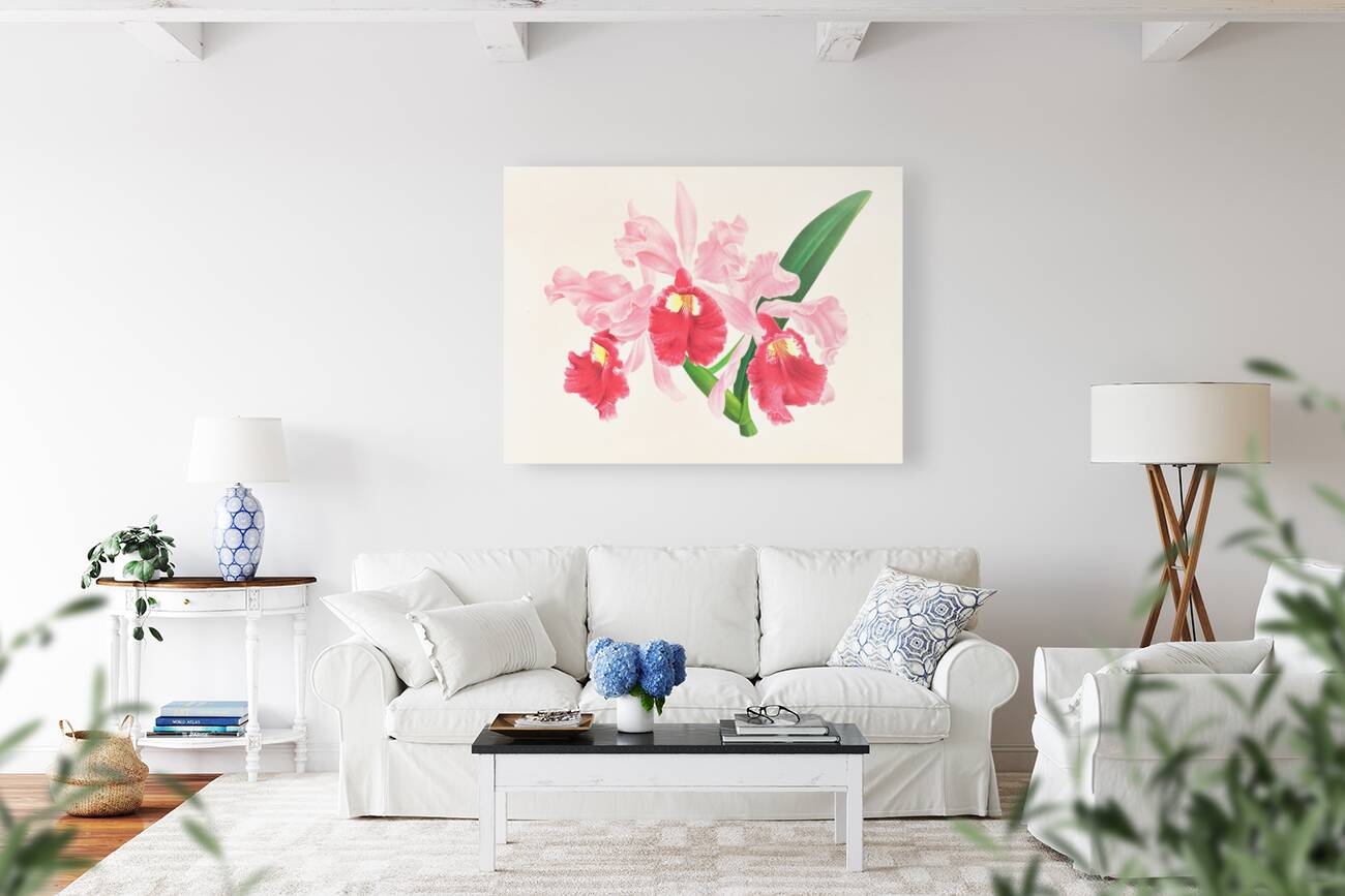 Cattleya gigas Reproduction