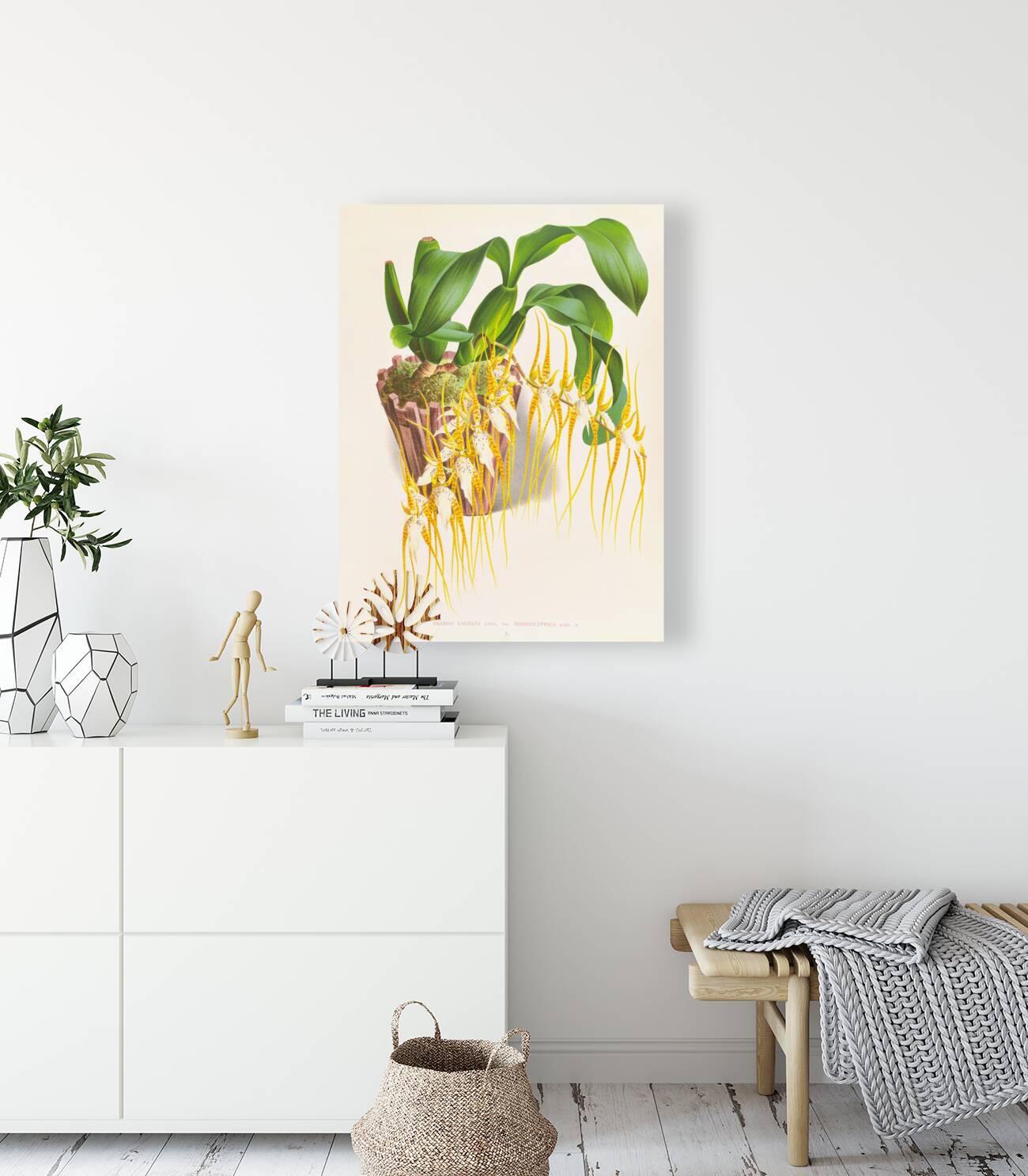 Brassia caudata  Reproduction