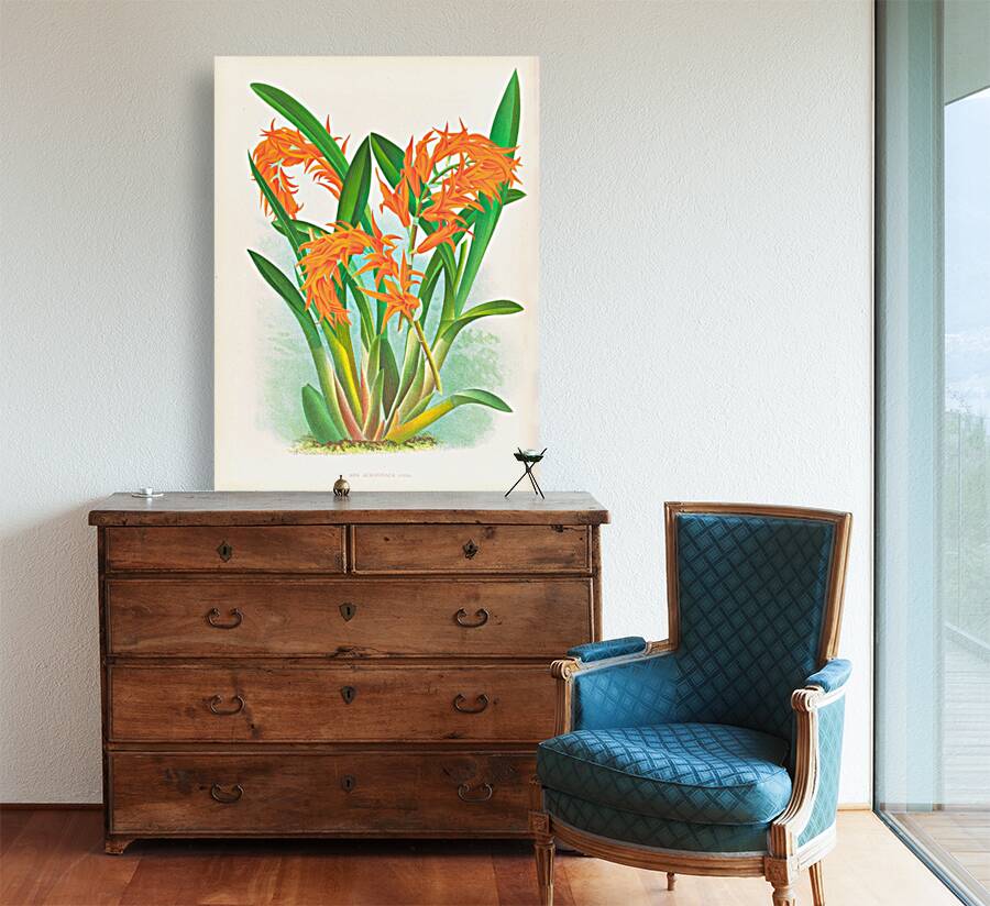 Ada aurantiaca Reproduction