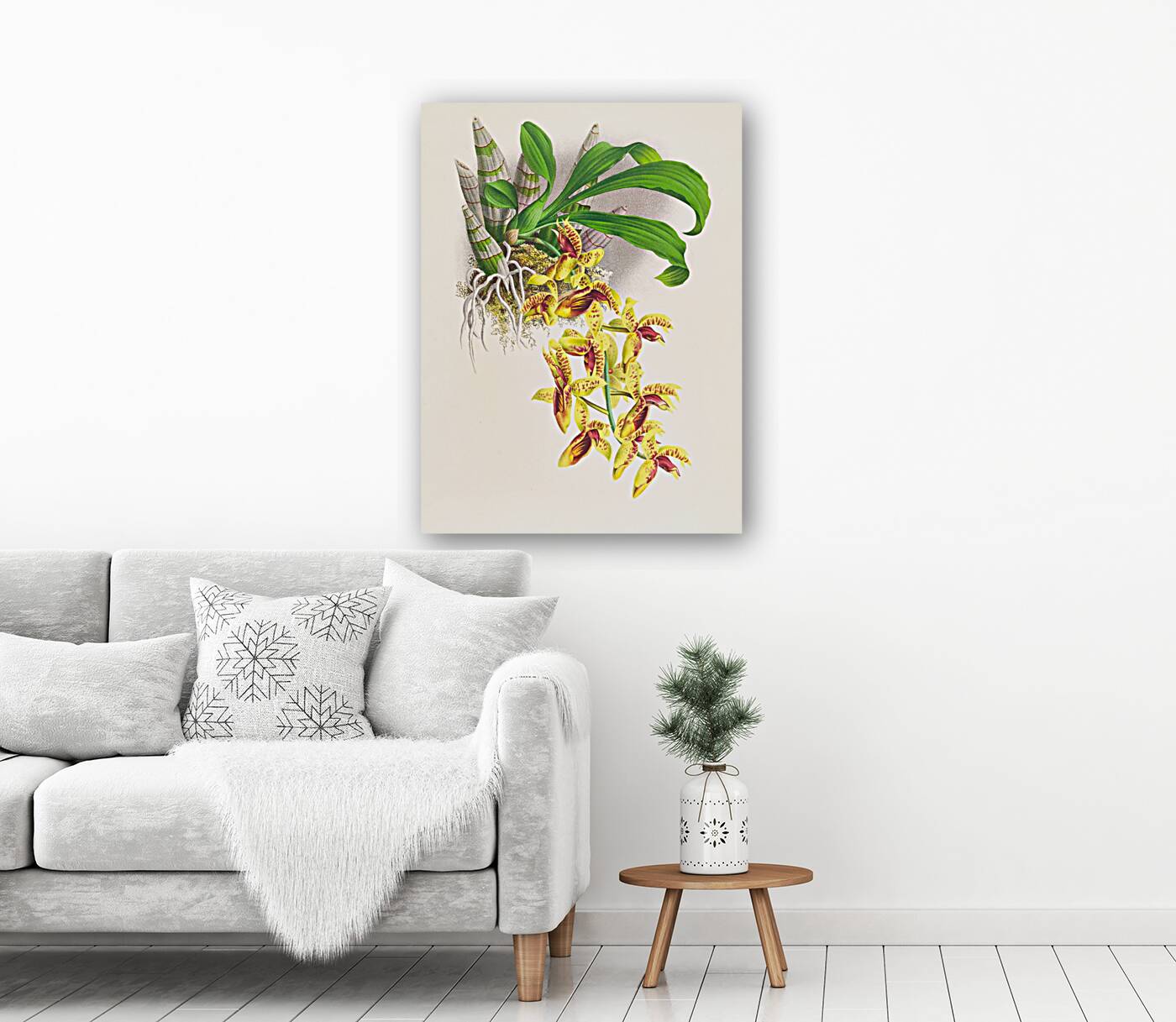 Catasetum galeritum Reproduction