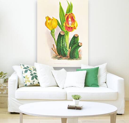 Anguloa Ruckeri var media Reproduction