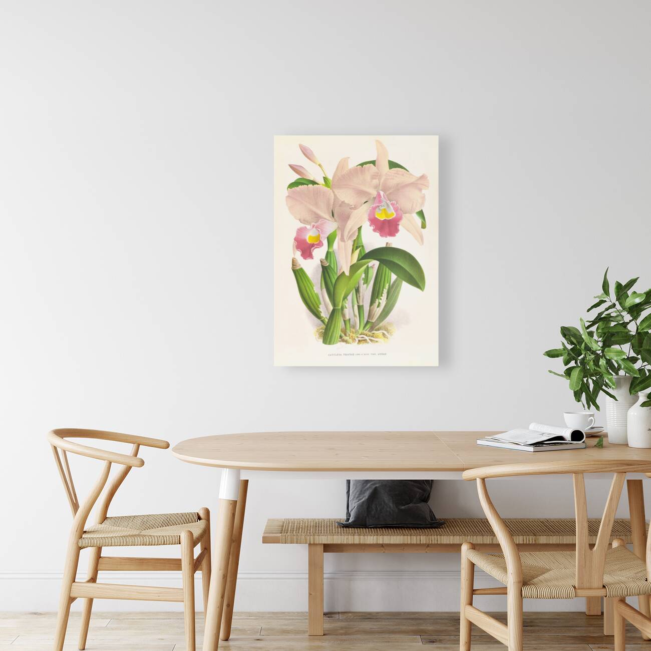 Cattleya Trianae Reproduction