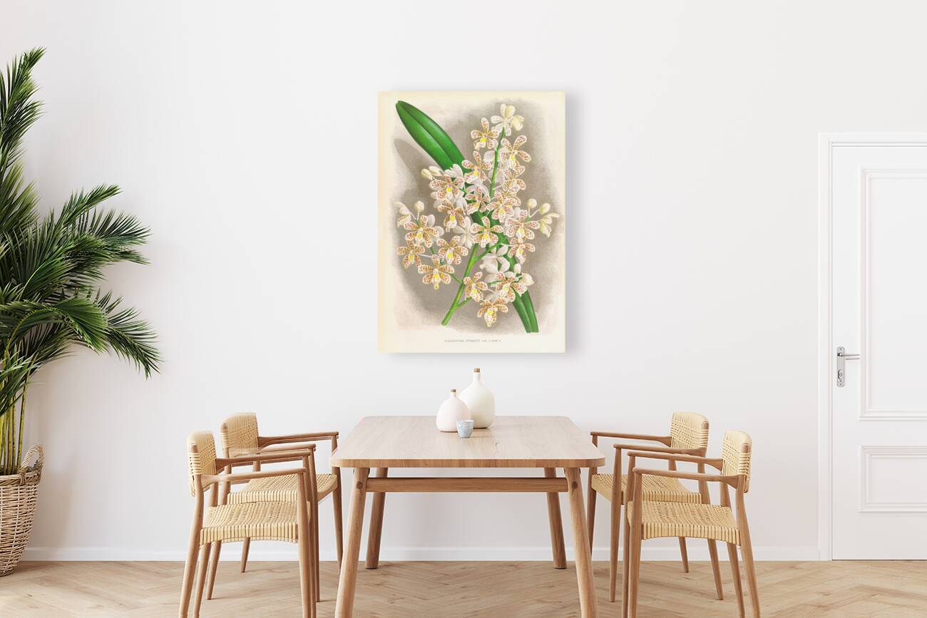 Cleisostoma Guiberti Reproduction