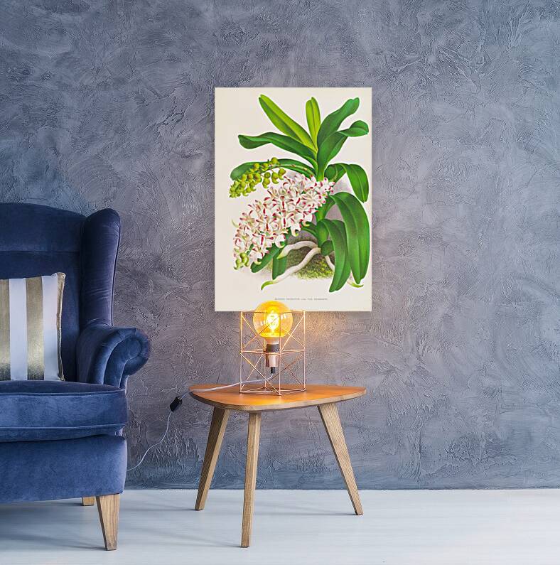 Aerides Odoratum Reproduction