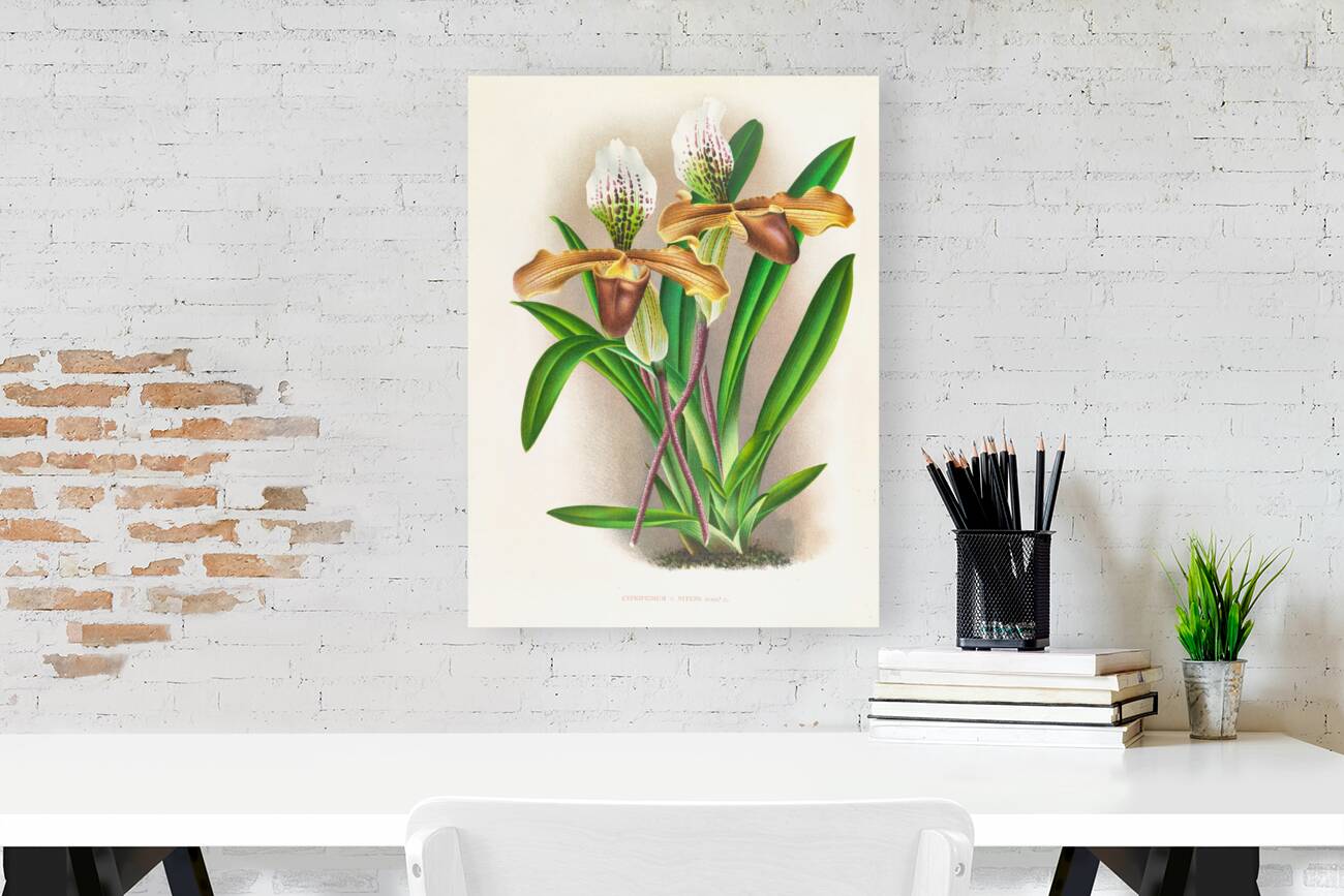 Cypripedium nitens Reproduction