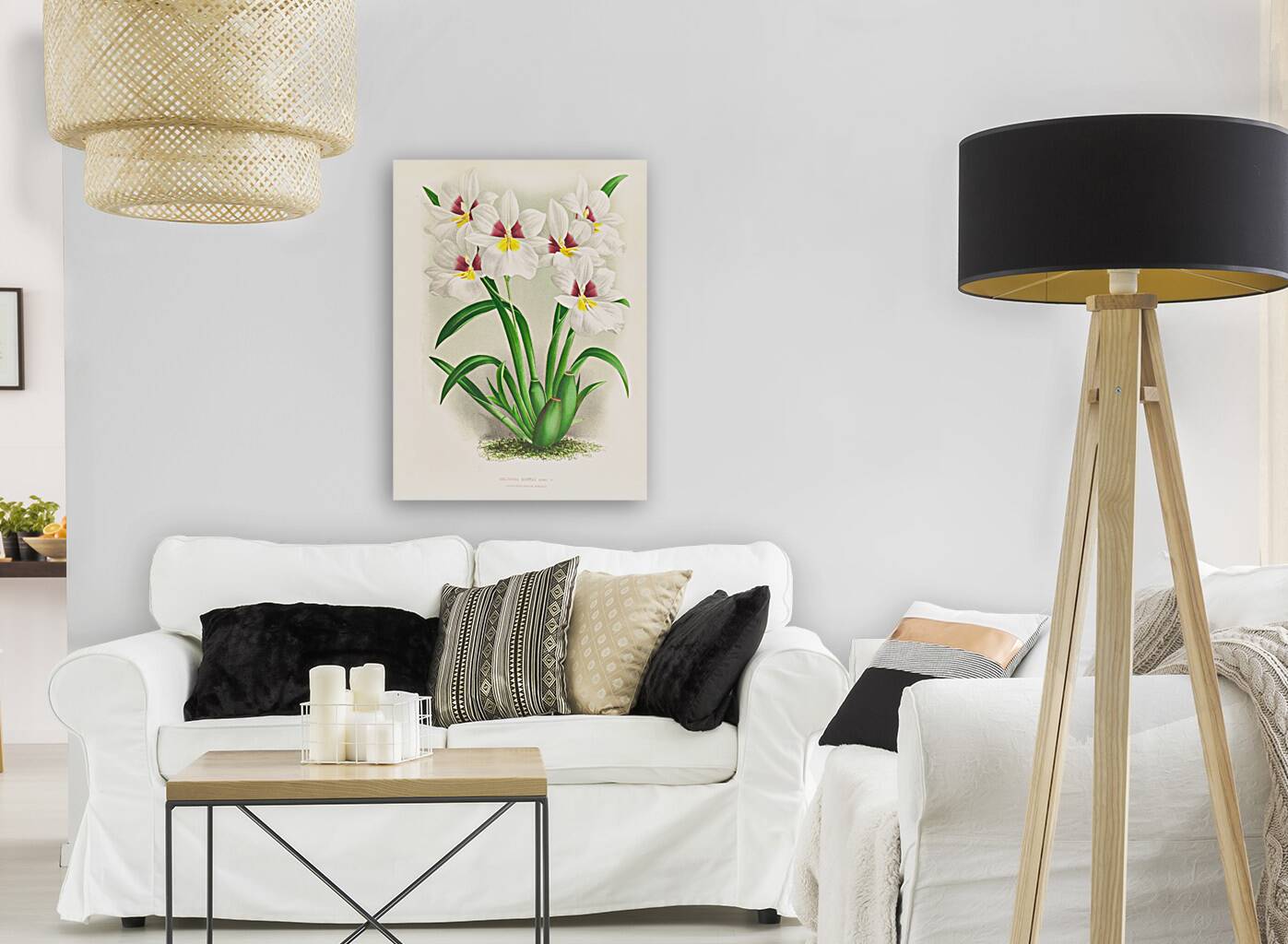 Miltonia roezli Reproduction