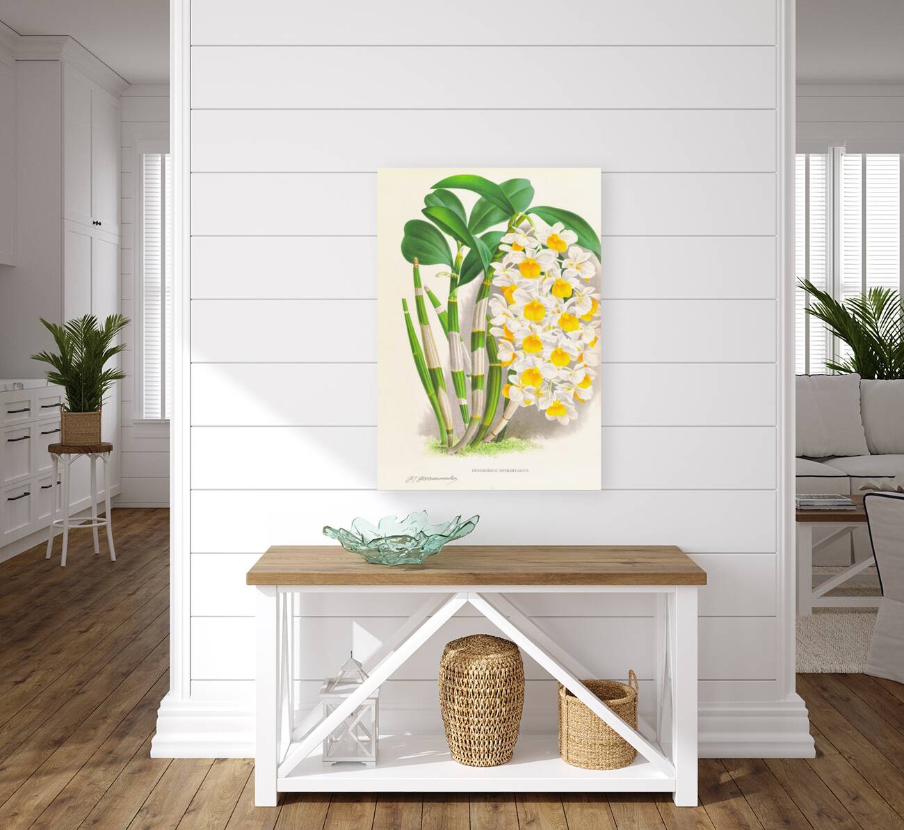 Dendrobium thyrsiflorum Reproduction