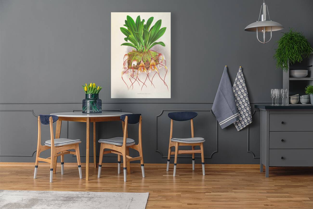 Masdevallia Roezli Reproduction