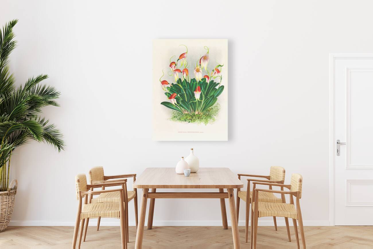 Masdevallia reichenbachiana  Reproduction