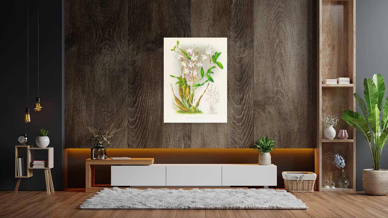 Dendrobium crumenatum Reproduction