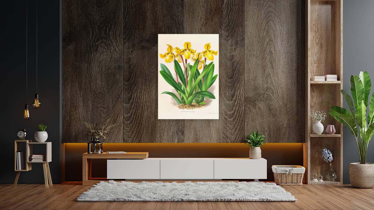 Cypripedium Druryi Reproduction