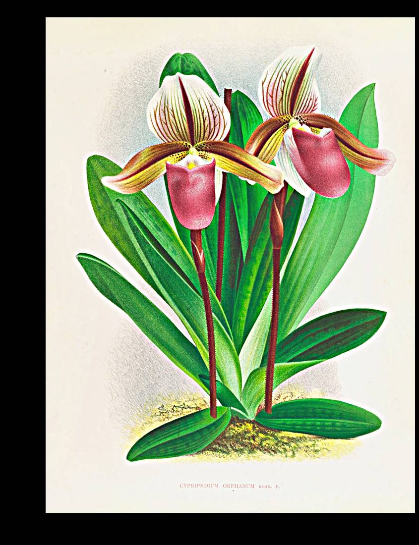 Cypripedium orphanum Reproduction