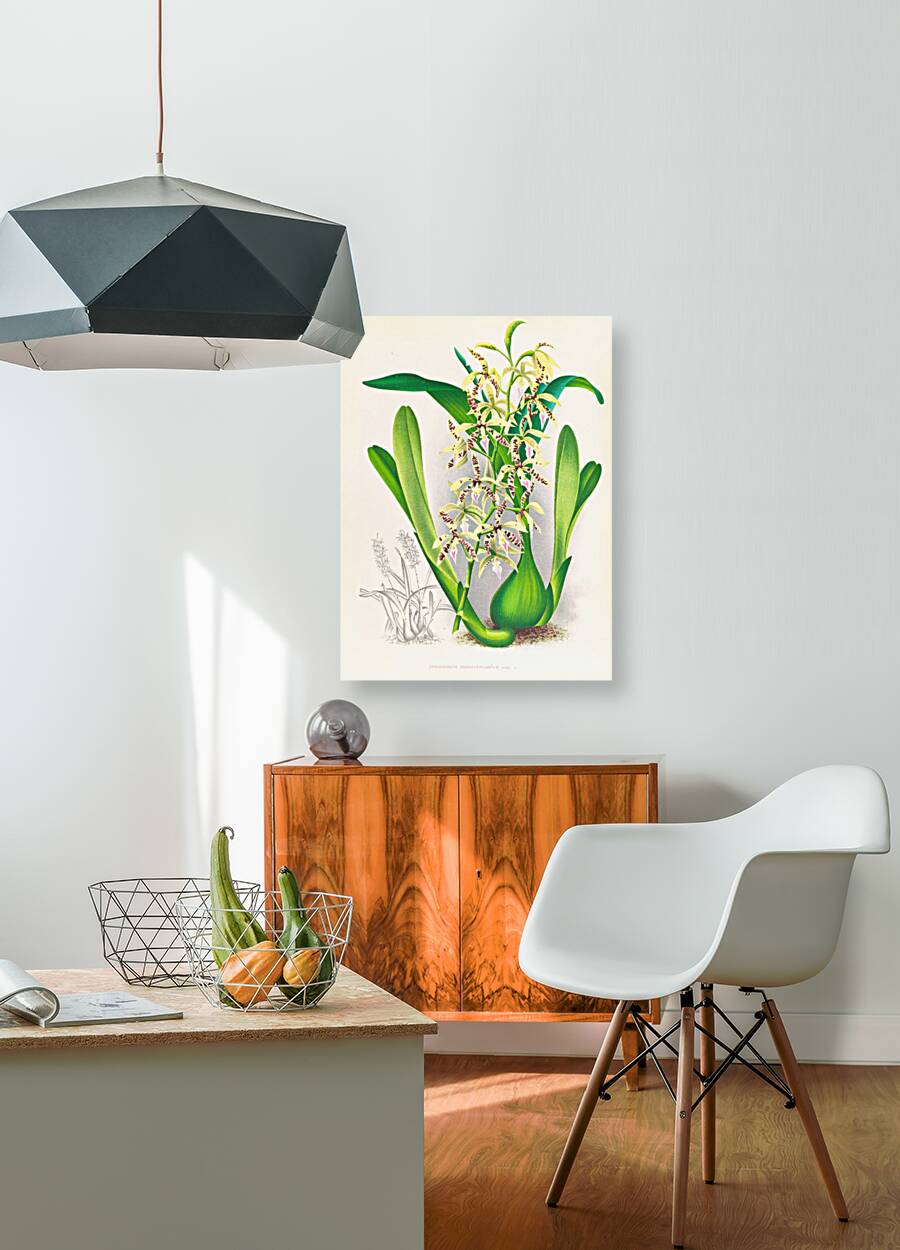 Epidendrum prismatocarpum Reproduction