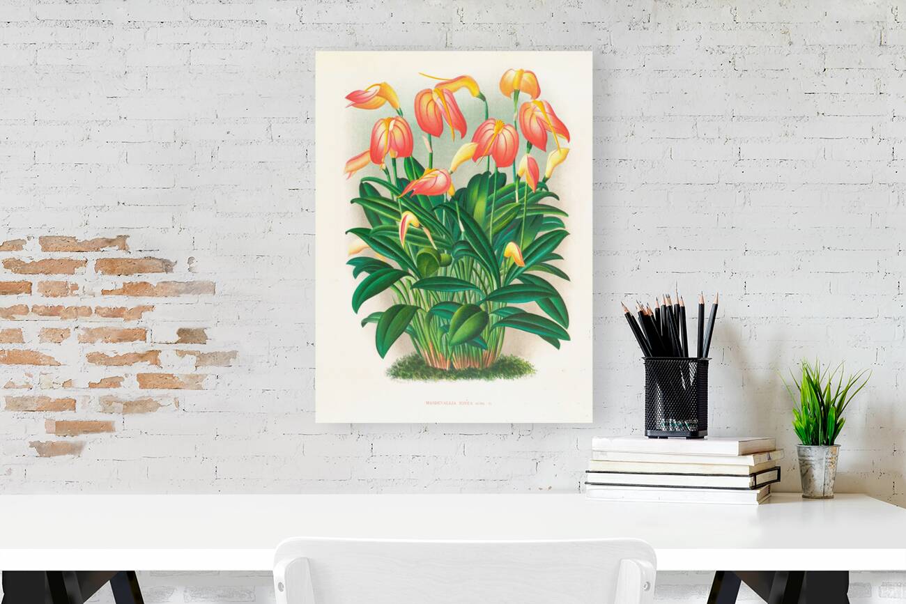 Masdevallia ignea Reproduction