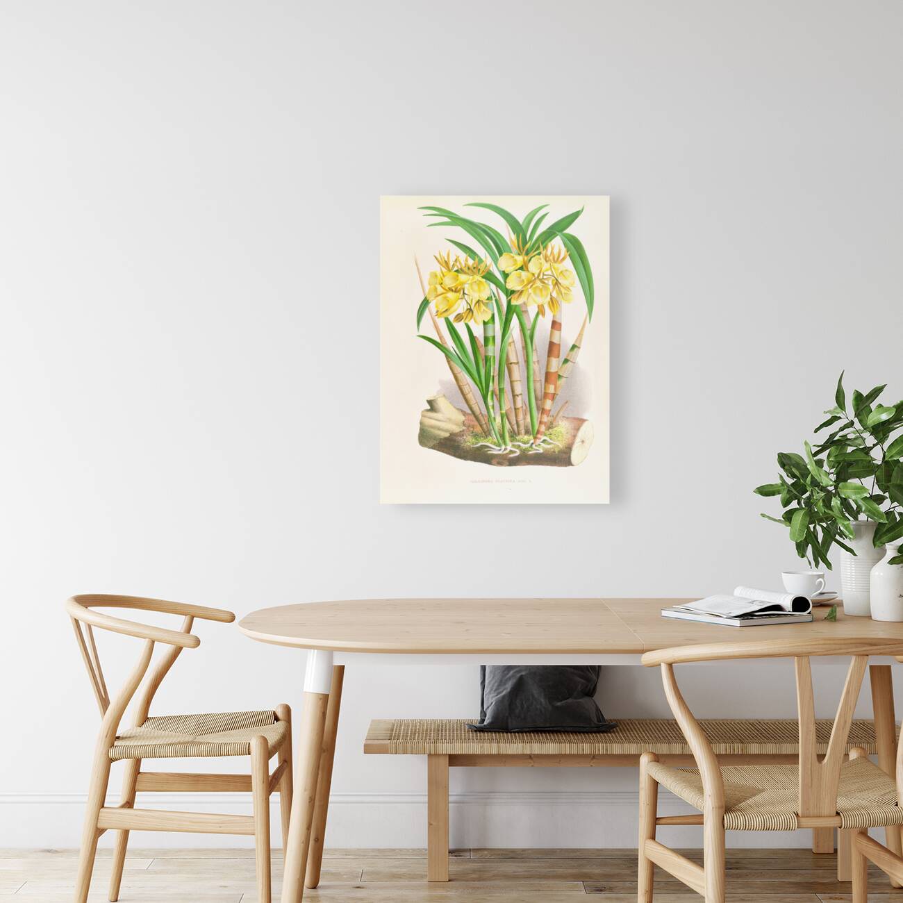 Galeandra flaveola Reproduction