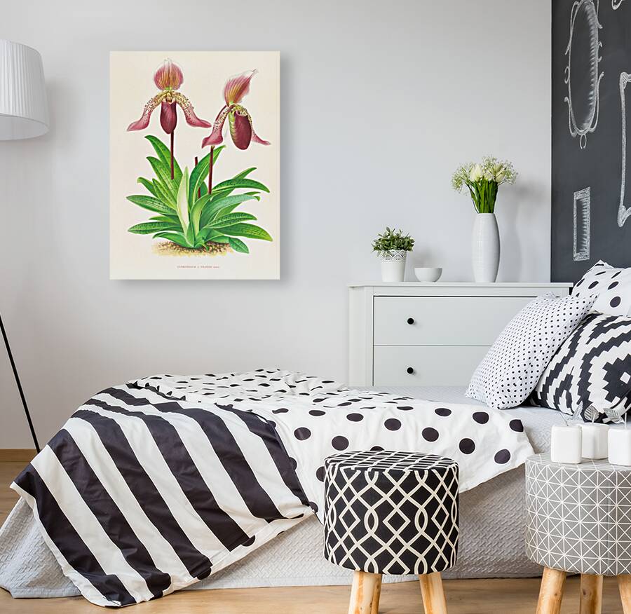 Cypripedium fraseri Reproduction