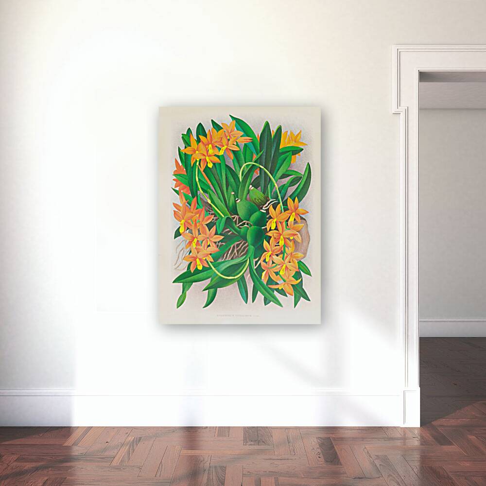 Epidendrum vitellinum Reproduction