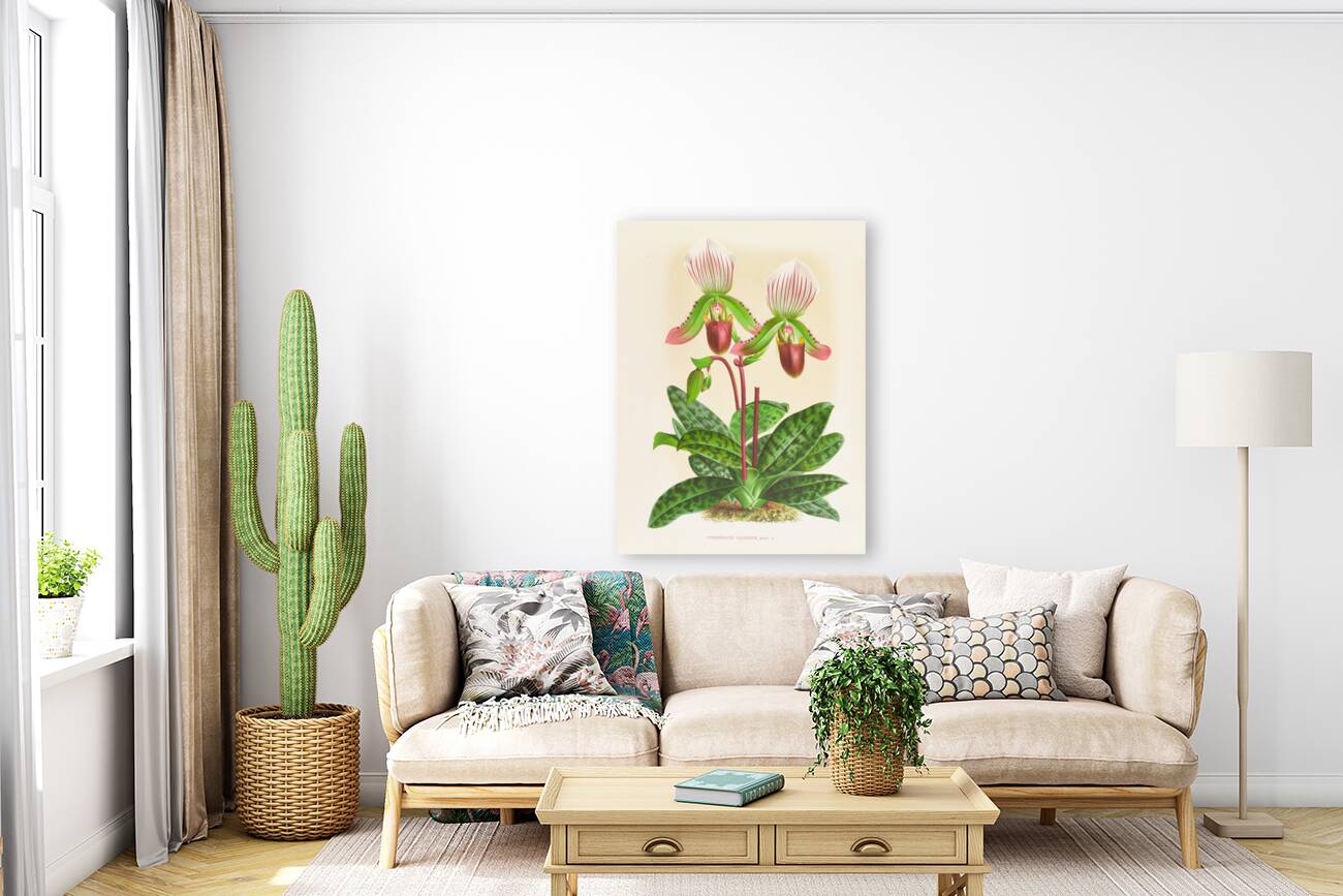 Cypripedium callosum Reproduction