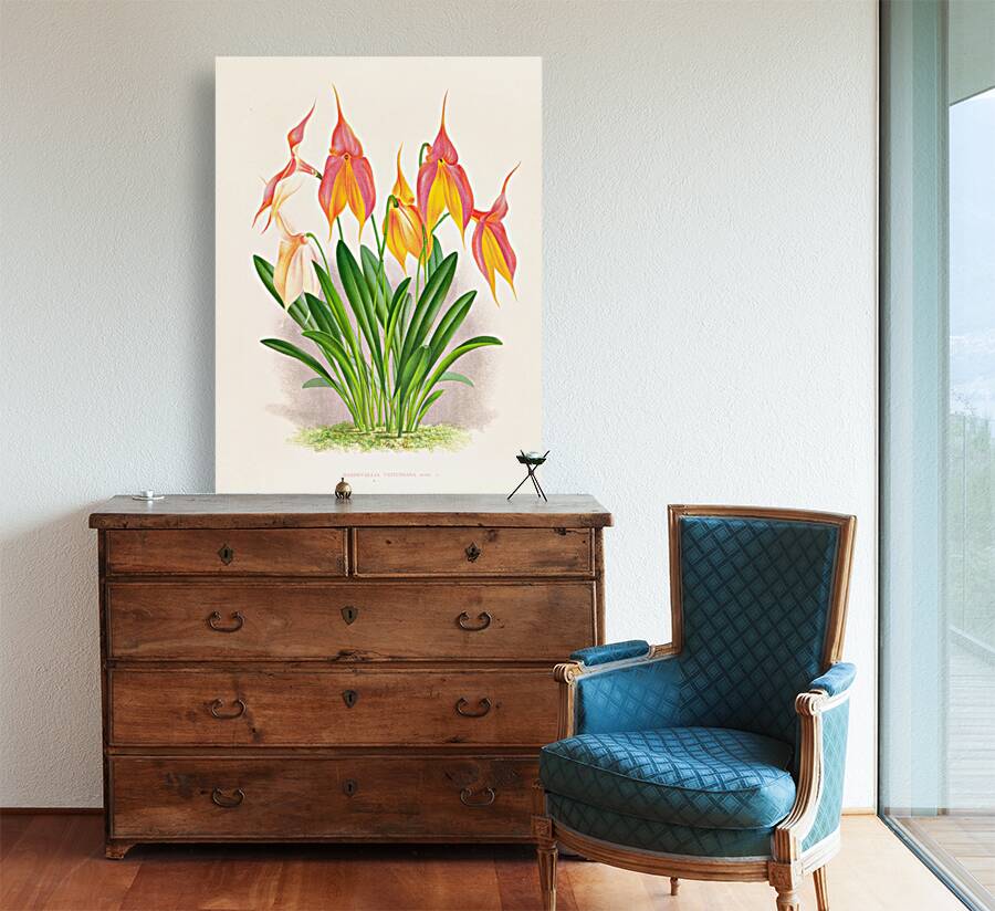 Masdevallia veitchiana  Reproduction