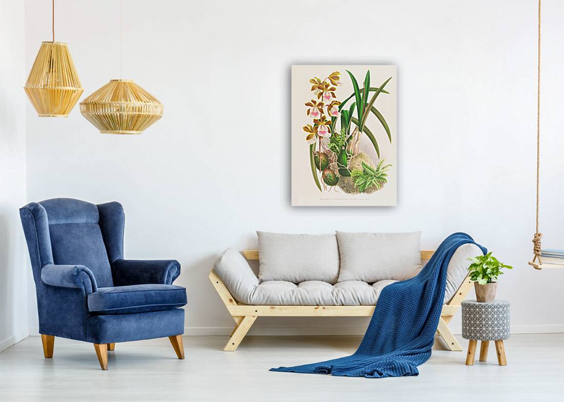 Epidendrum atropurpureum Reproduction